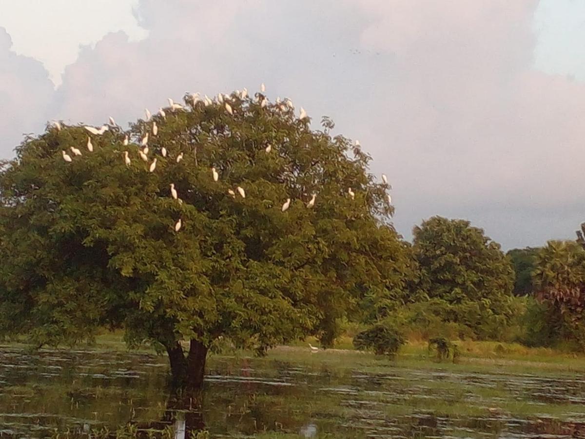Lake Edge Dambulla Extérieur photo